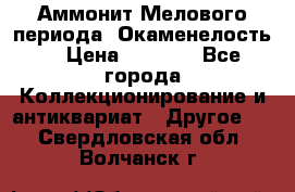 Аммонит Мелового периода. Окаменелость. › Цена ­ 2 800 - Все города Коллекционирование и антиквариат » Другое   . Свердловская обл.,Волчанск г.